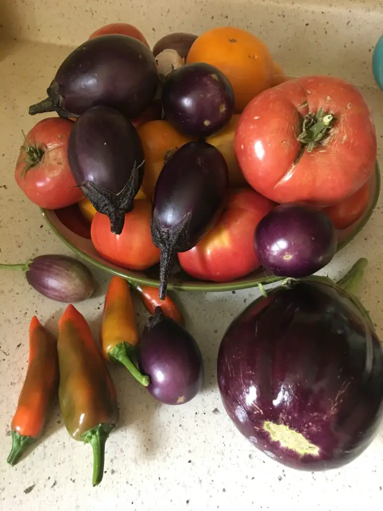 Eggplant & cheese casserole