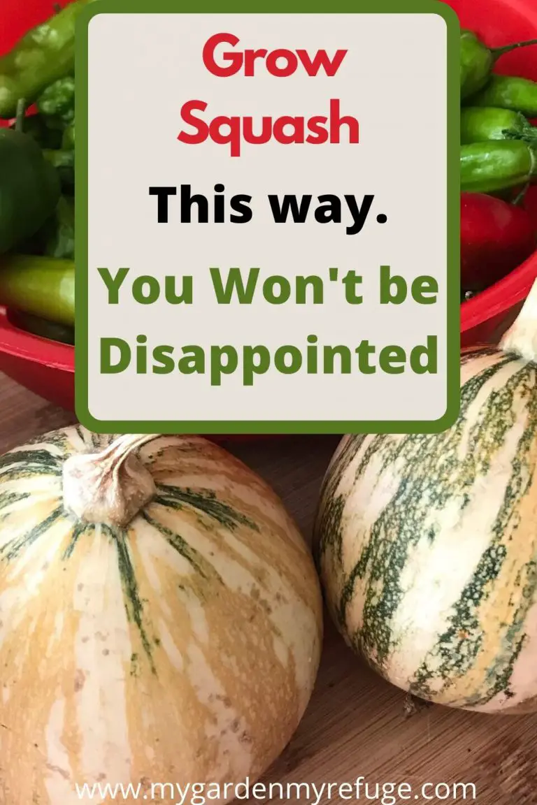 How To Grow Squash in Central Texas? Wellness Gardens