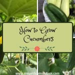 How to Grow Cucumbers In Central Texas