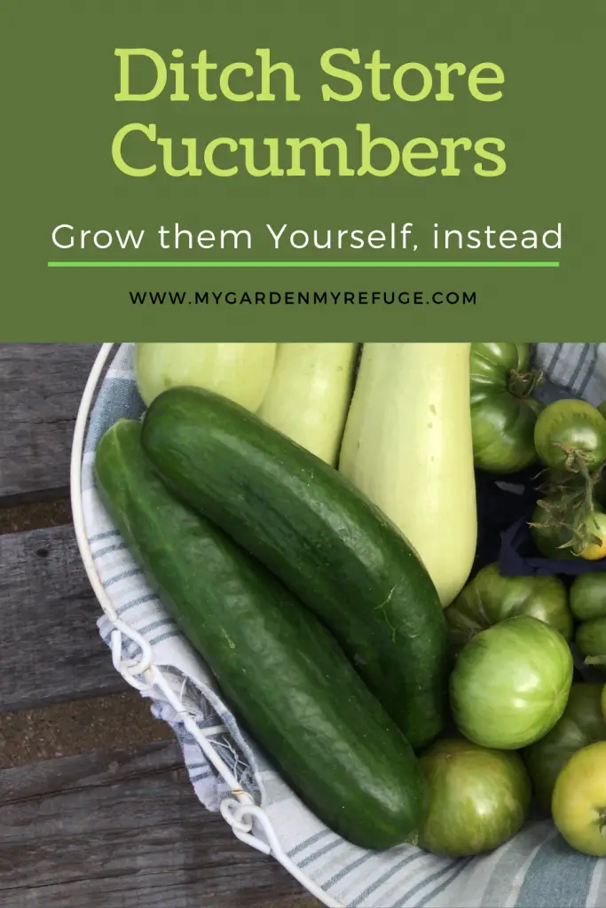 how to grow cucumbers
