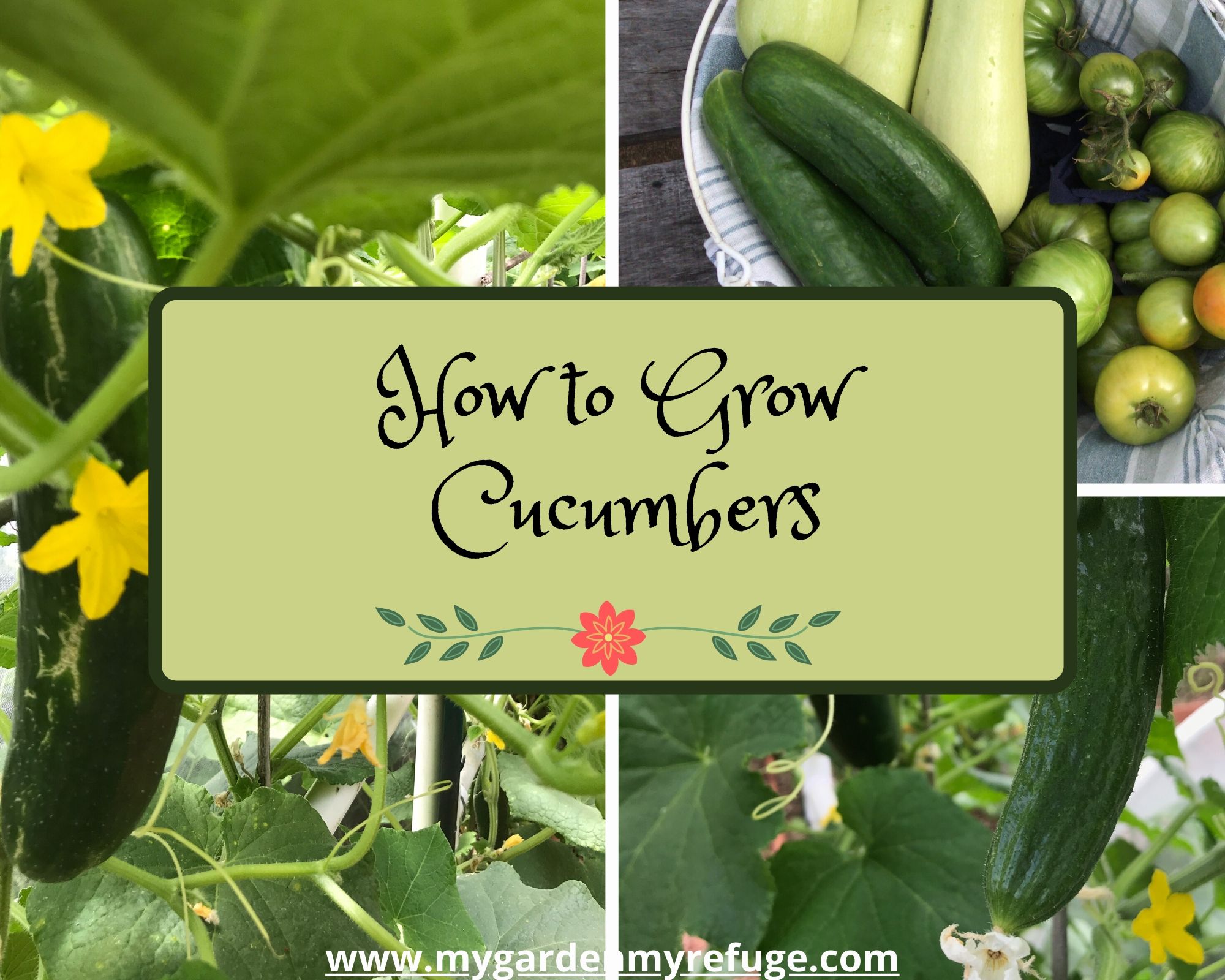how to grow cucumbers in central Texas