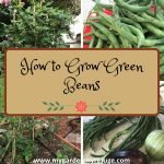 How to Grow Green Beans in Central Texas