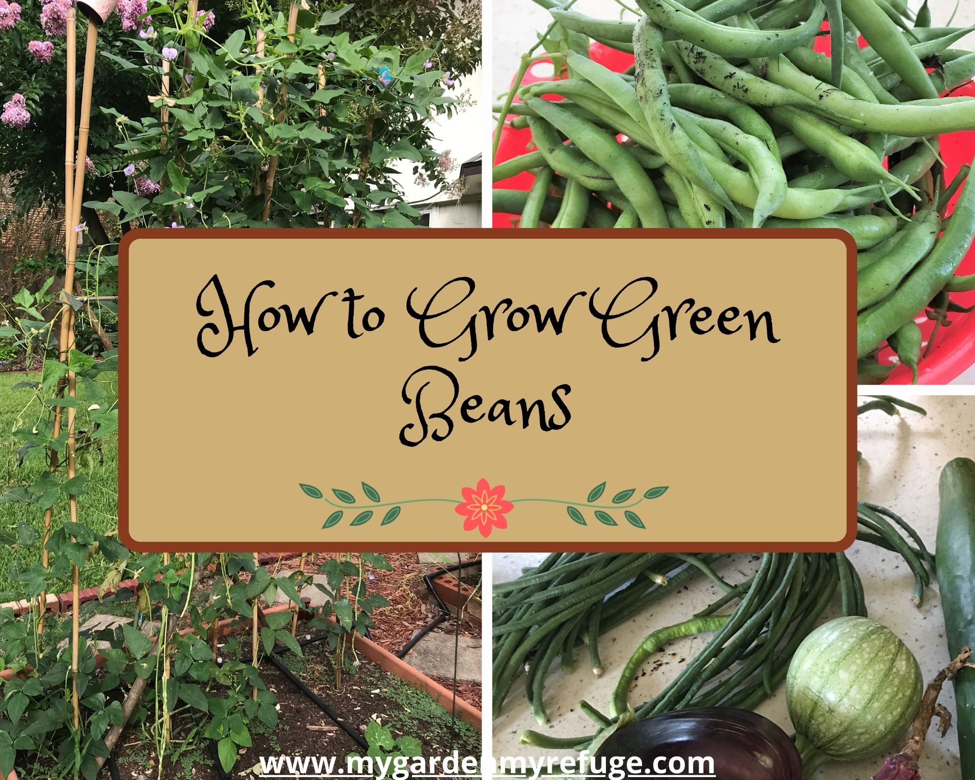 how to grow green beans in central texas