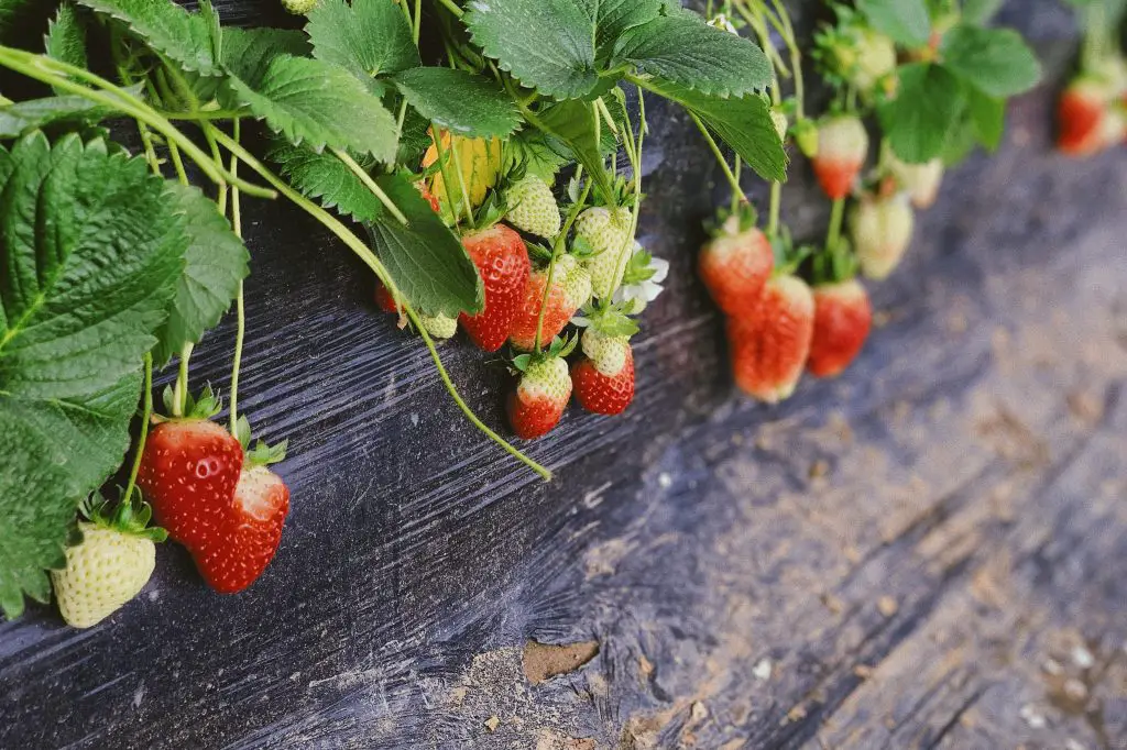 crops not worth growing in a small garden