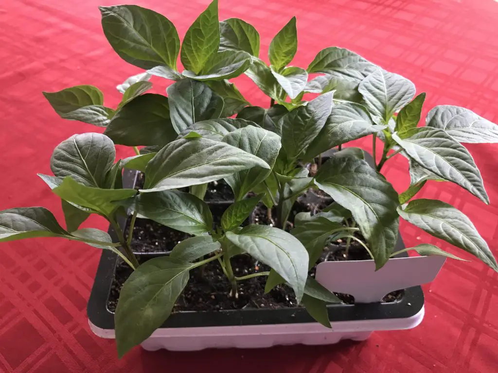 How to grow great peppers in central Texas