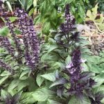 How to Garden in The Hot Season?