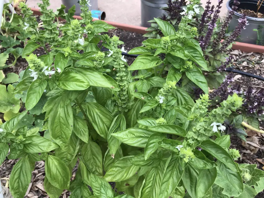 how to grow basil in Texas