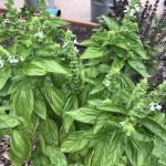 How to Grow Basil in Central Texas?