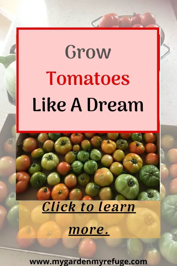 complete guide to growing tomatoes