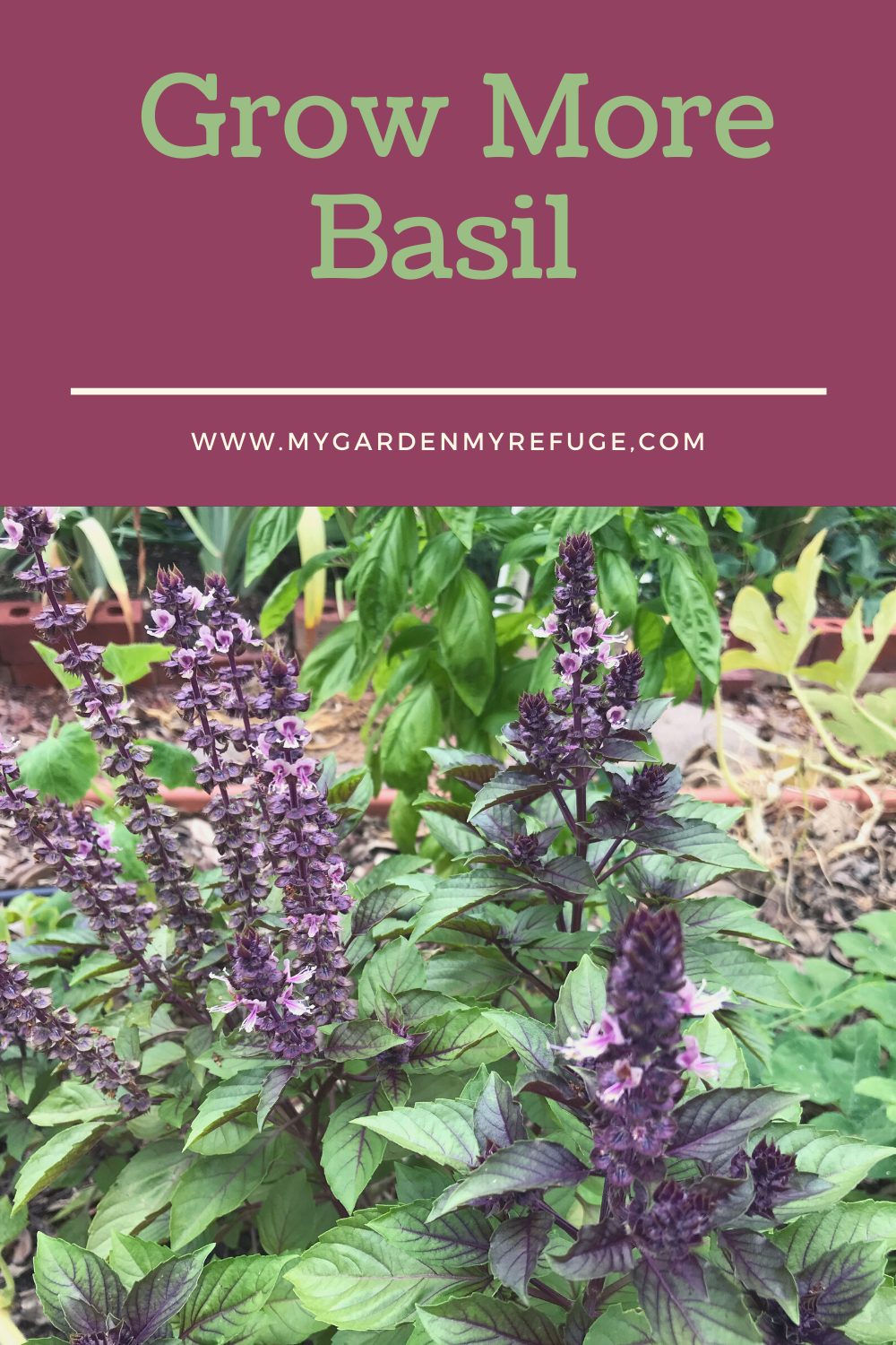 How to Grow Basil in Central Texas? Wellness Gardens