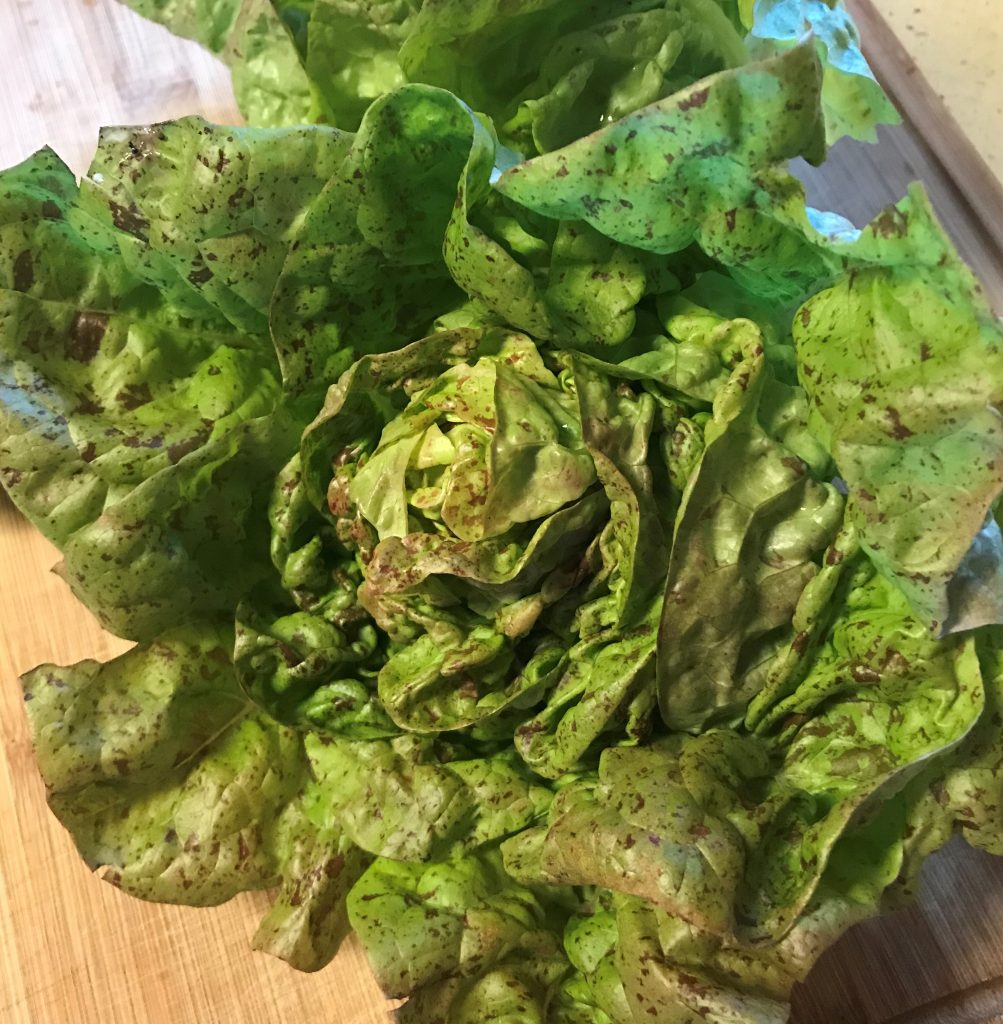 how to grow lettuce in central Texas
