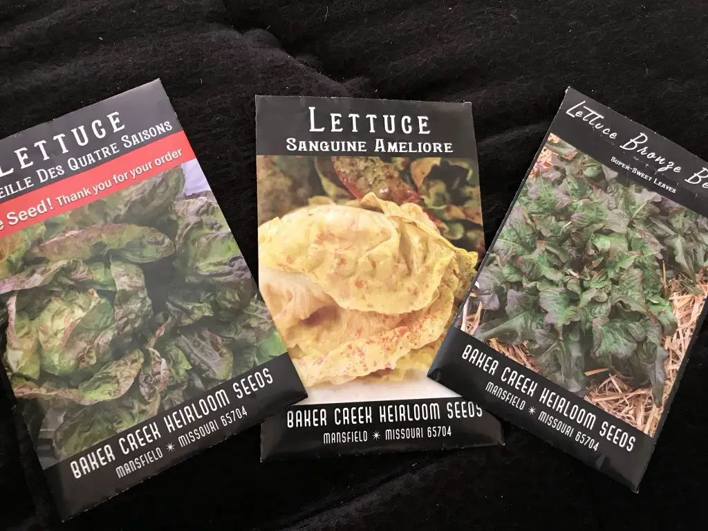 How to grow lettuce in central Texas