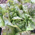 How to Grow Lettuce in Central Texas?