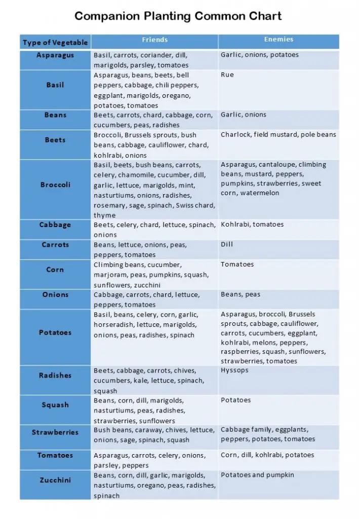 The Truth Behind Companion Planting - Wellness Gardens