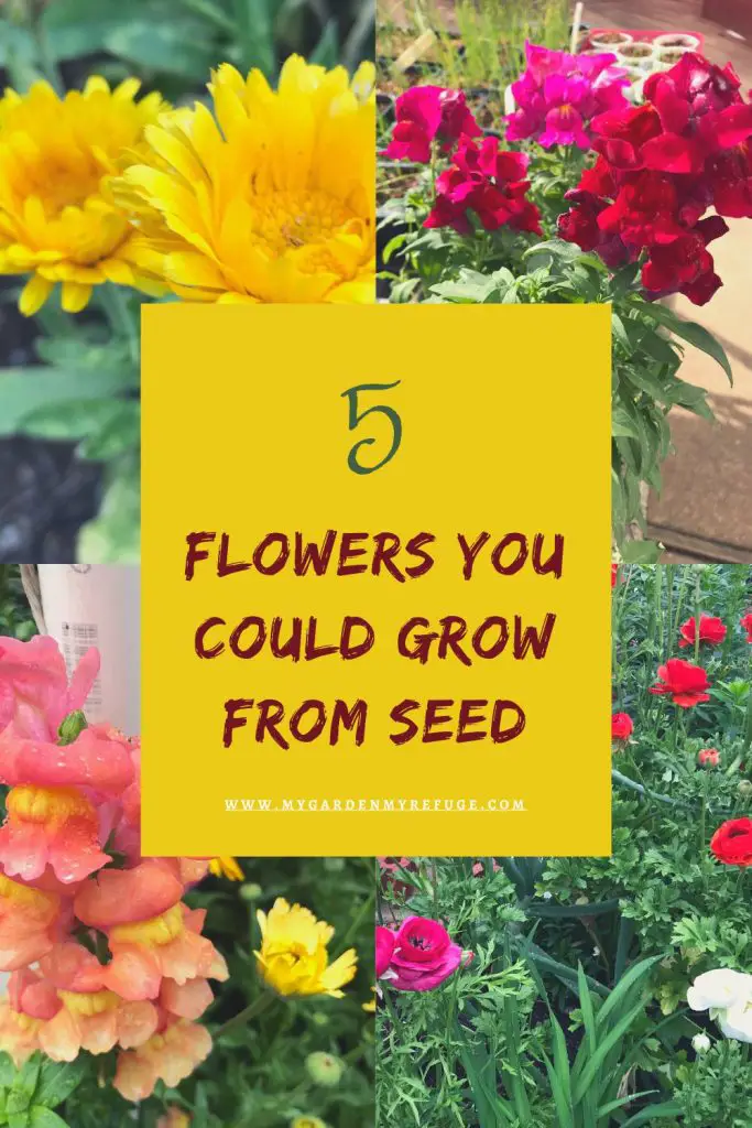 5 Easy Flowers to Grow From Seed In September - My Garden ...