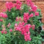 How To Grow Snapdragons From Seed in Texas