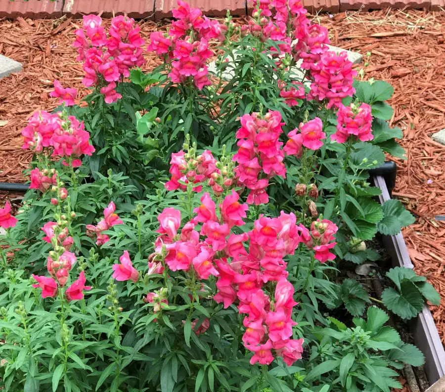 How to grow snapdragon from seed