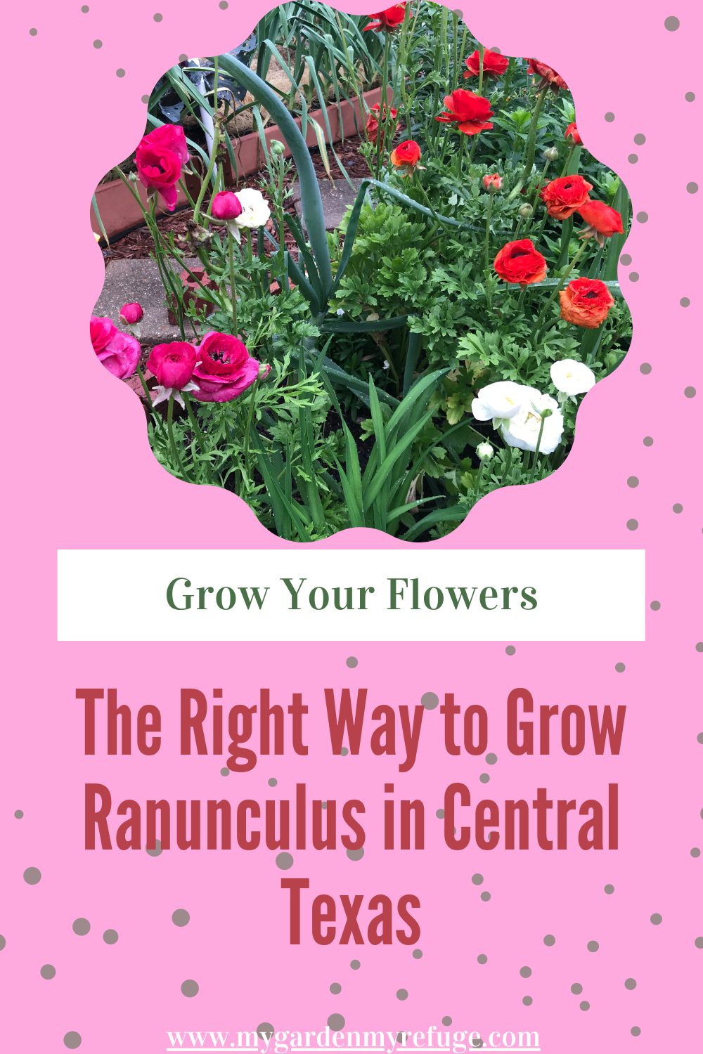 How to Grow Ranunculus in Texas? - Wellness Gardens