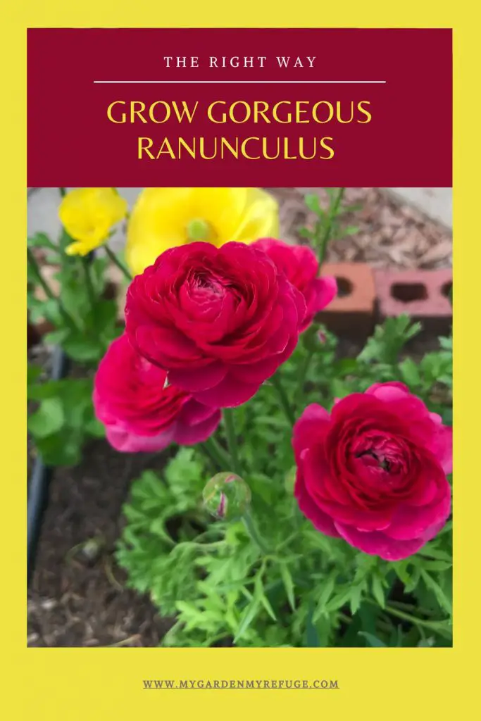 How to plant ranunculus in central texas