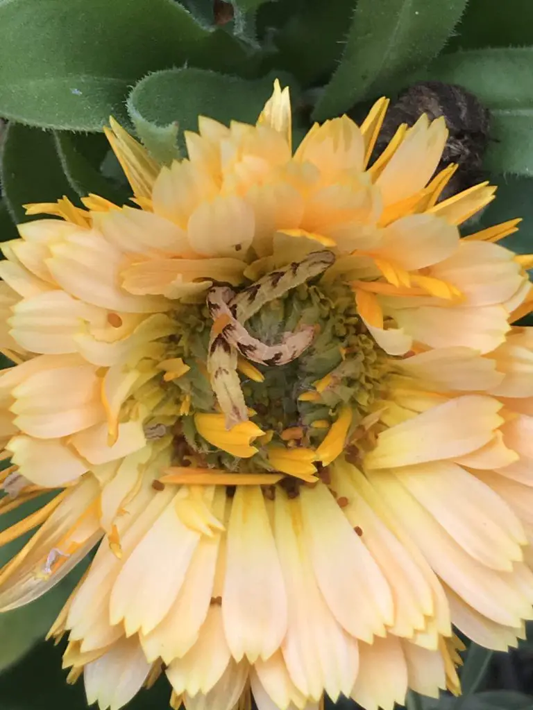 yellow caterpillar on calendula flower