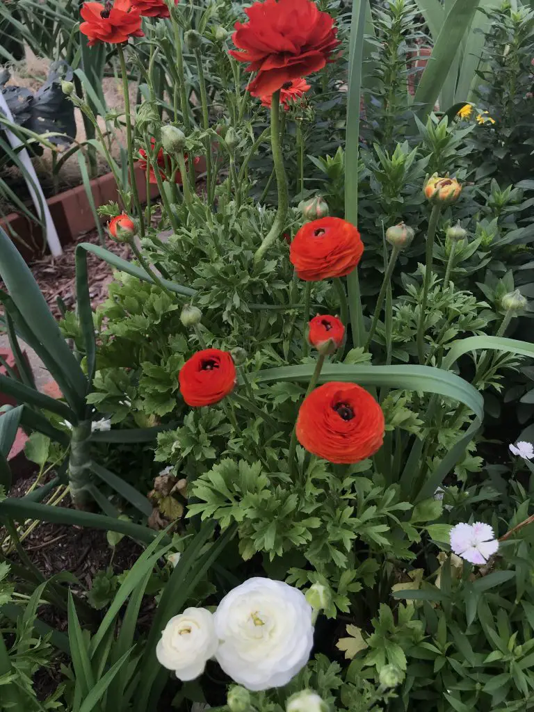 How to grow ranunculus in central Texas
