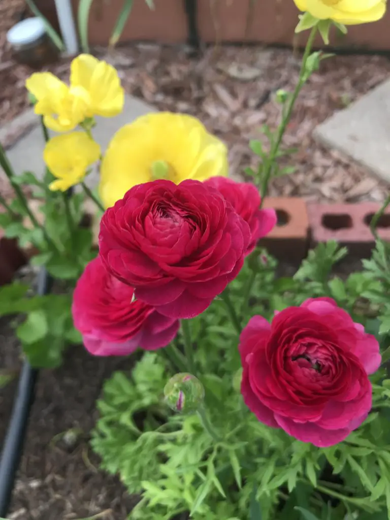 How to grow ranunculus in central Texas