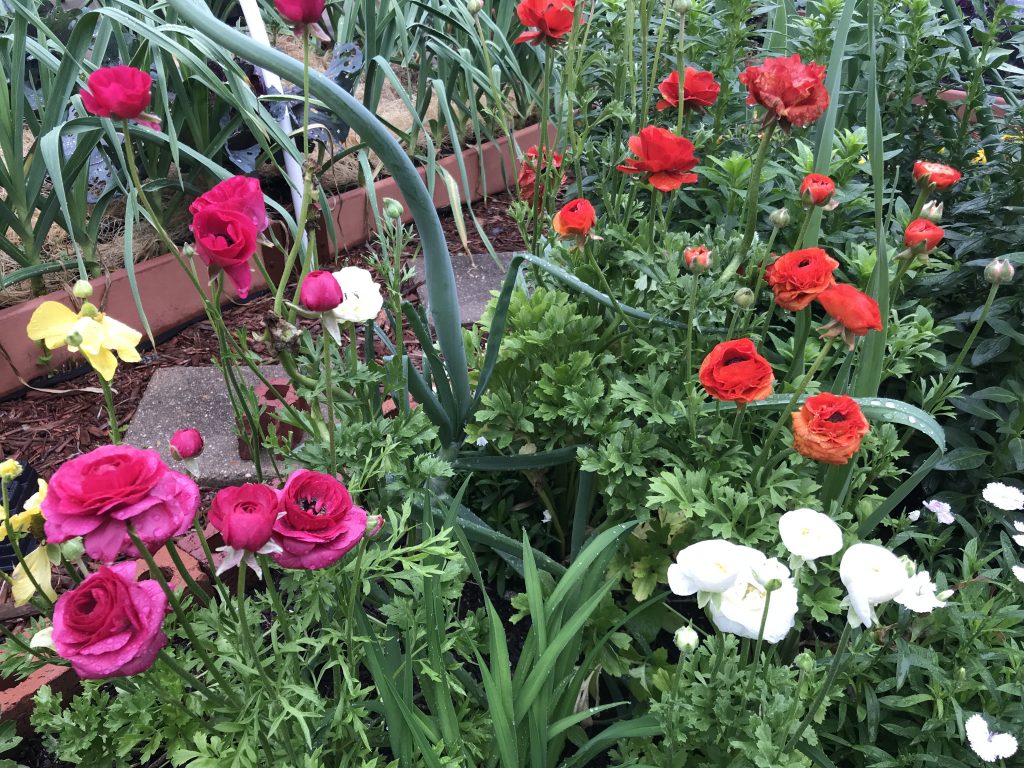 How to grow ranunculus in central texas