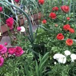 How to Grow Ranunculus in Texas?