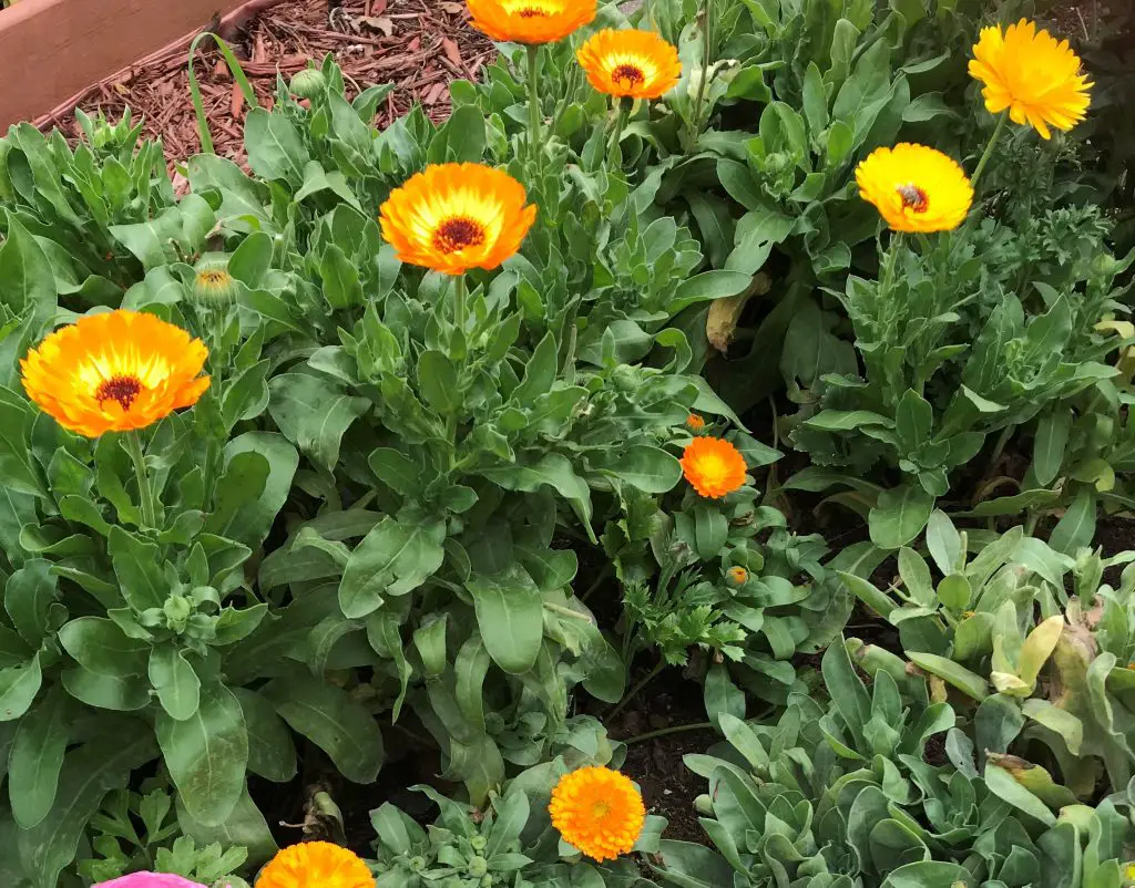 How to grow calendula from seed in warm regions?