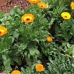 How to Grow Calendula In Central Texas