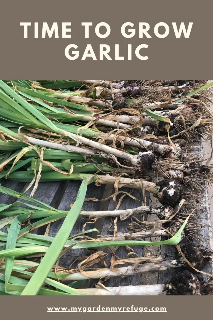 How to grow garlic in central texas