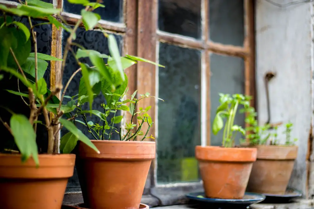 7 important practices to protect winter gardens