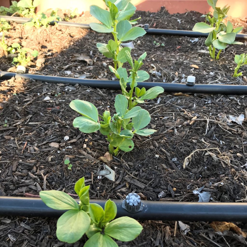 How to grow broad beans in central Texas?