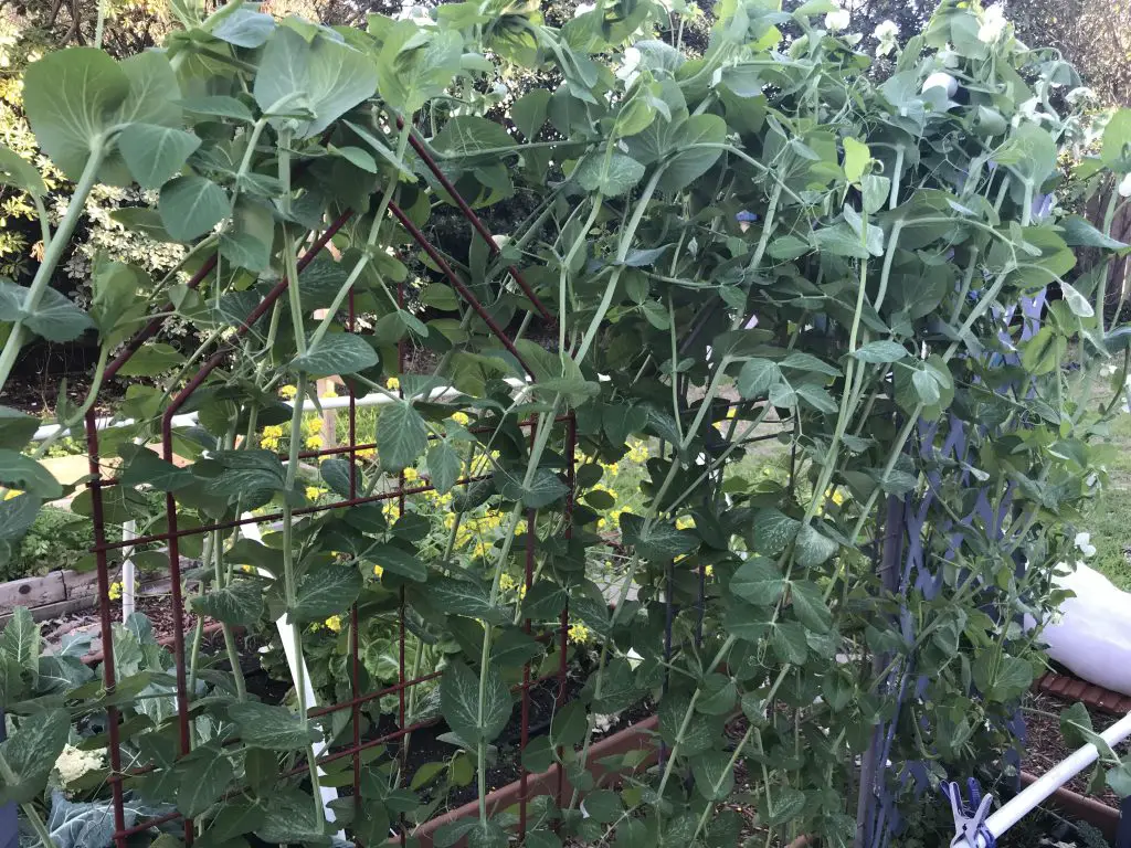 How to double your small garden's production