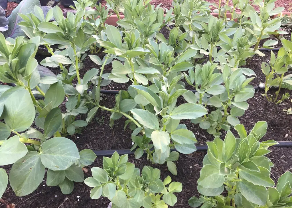 How to grow broad beans in Central Texas