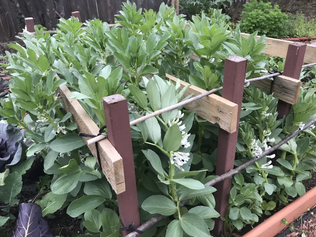 How to grow broad beans in central Texas