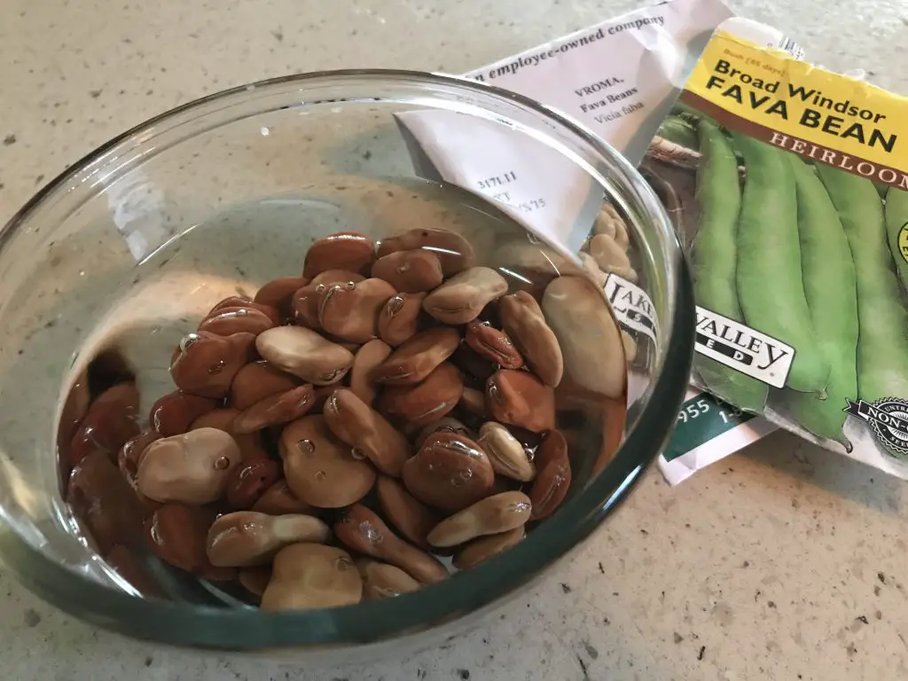 How to grow Broad beans in Central Texas?