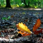12 Simple Garden Tasks to Do in Winter