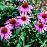 How To Grow Echinacea Flower?