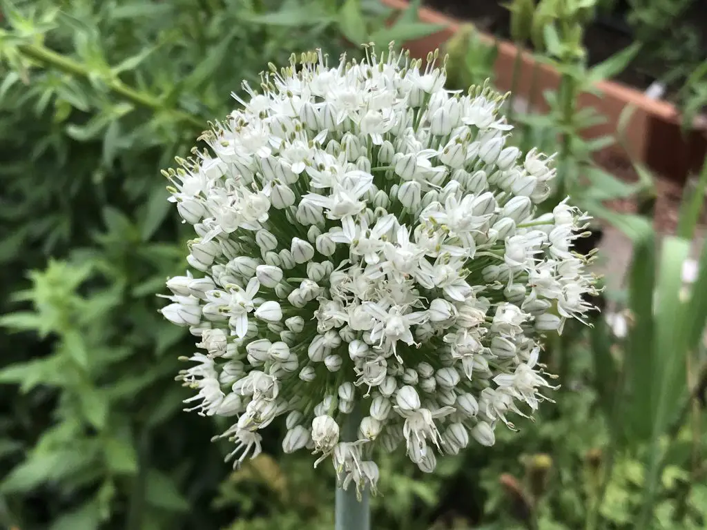 how to grow leeks in central Texas