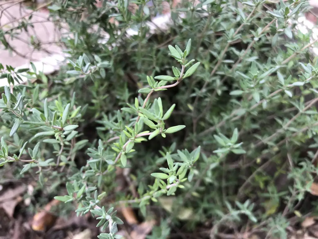 herbs for central Texas
