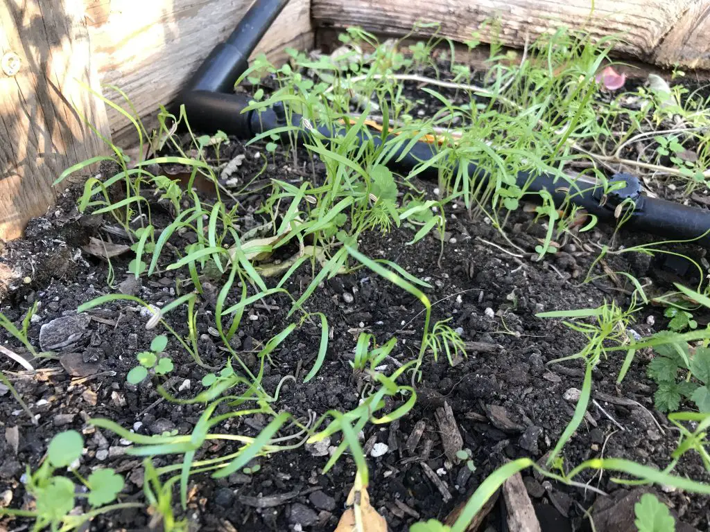 How to grow fennel in central Texas