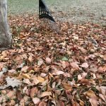 How to Make Good Use Of Fall Leaves?