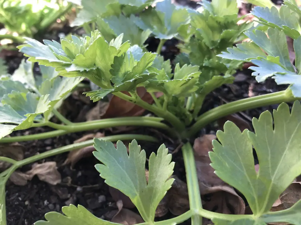 grow celery in central Texas