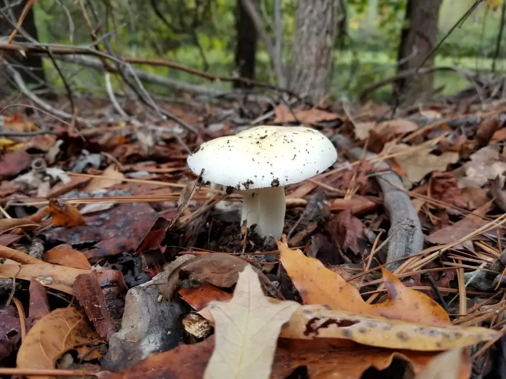 How to make good use of fall leaves