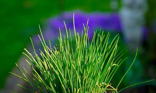 herbs for texas