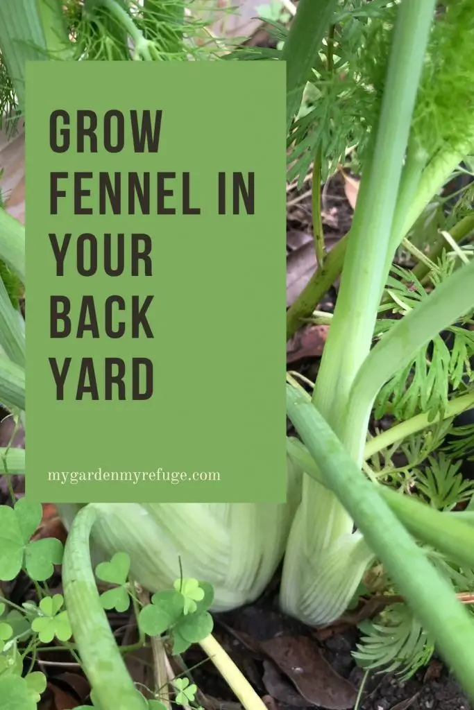 How to grow fennel in Central Texas