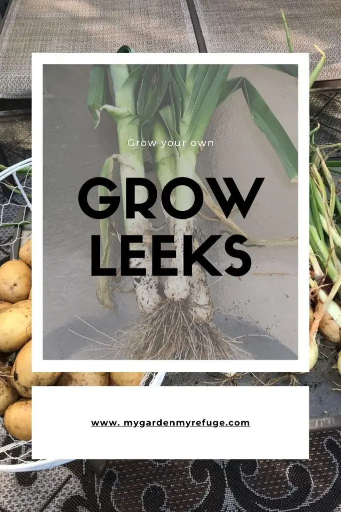 How to grow leeks in central Texas