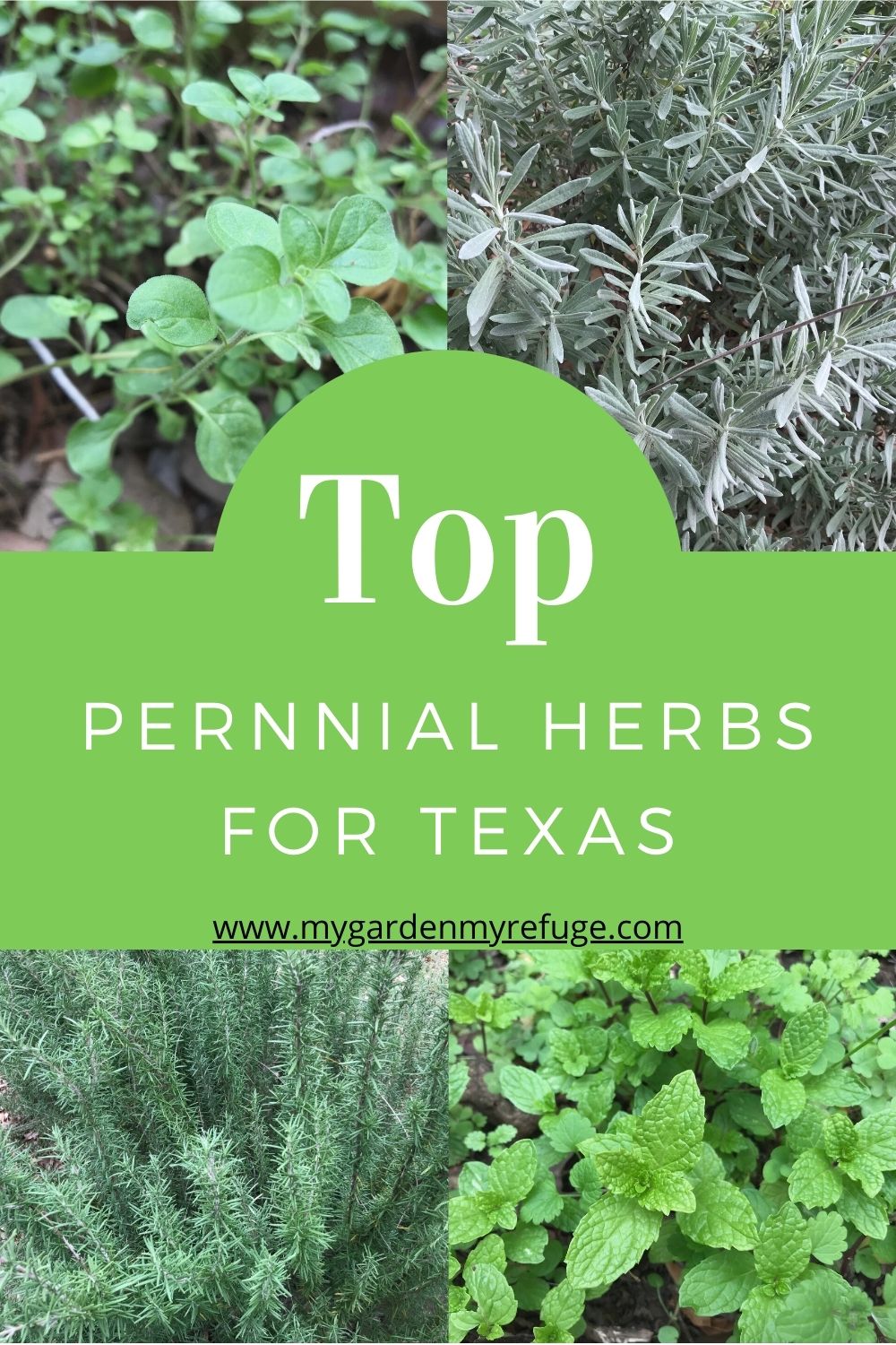 The Best Perennial Herbs For Central Texas Wellness Gardens