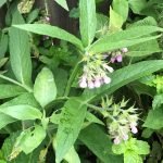 How To Use Comfrey In The Garden?